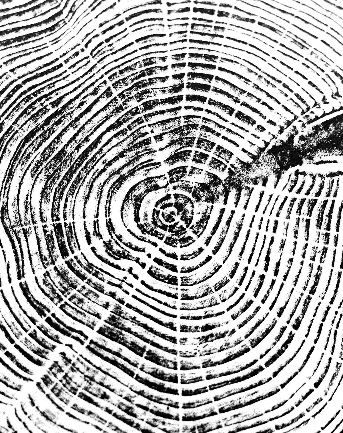 "Cedar 44" 16"x20" Tree Print - Black Ink on White Paper
