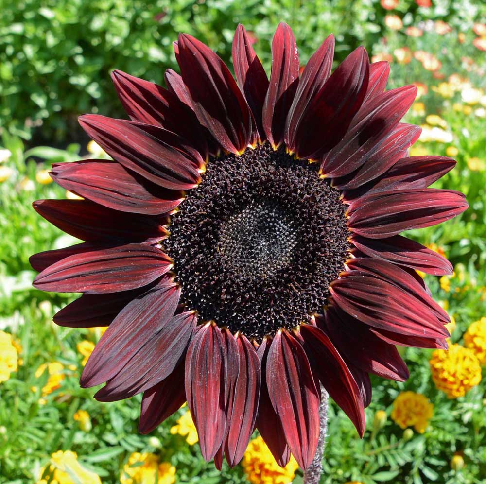 "Black Beauty" Sunflower Seed Packets