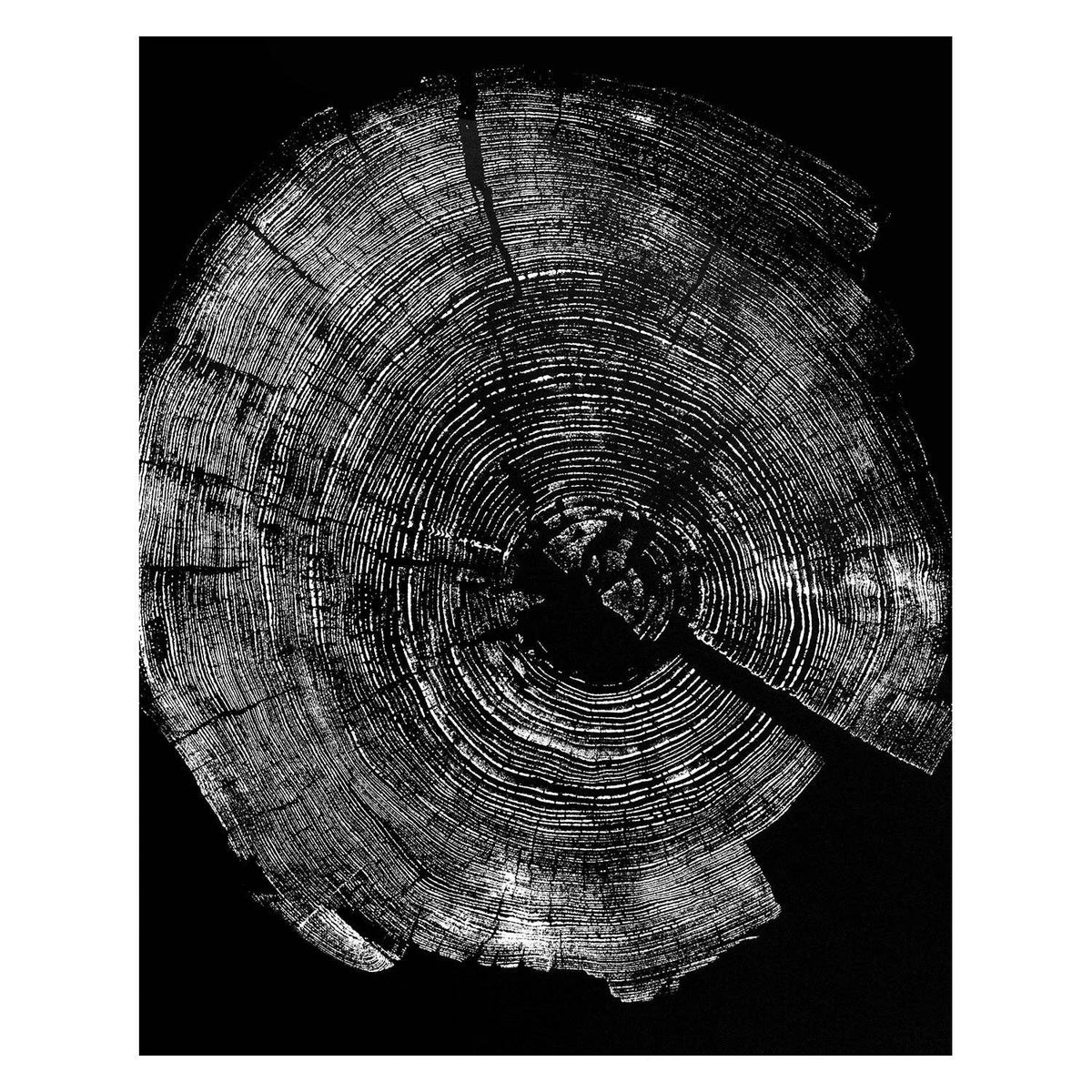 "Pine 121” 22"x28" Woodcut Relief Tree Print - White Ink on Black Paper