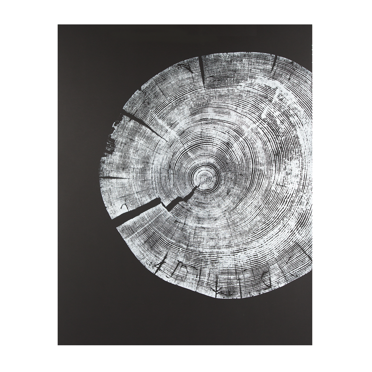 "White Pine" 22"x28" Woodcut Relief Tree Print - White Ink on Black Paper