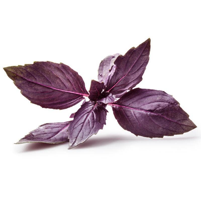 "Purple Haze" Dark Opal Basil Seed Packets