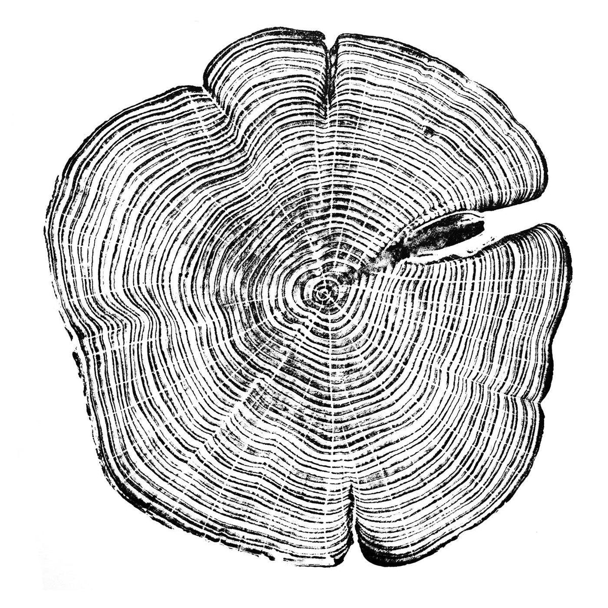 "Cedar 44" 16"x20" Tree Print - Black Ink on White Paper