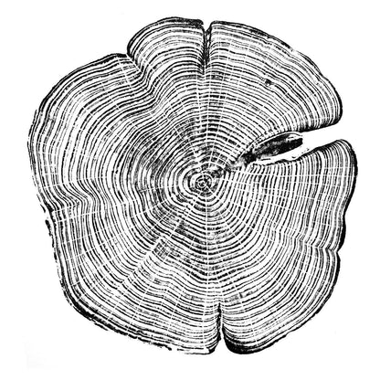 "Cedar 44" 16"x20" Tree Print - Black Ink on White Paper