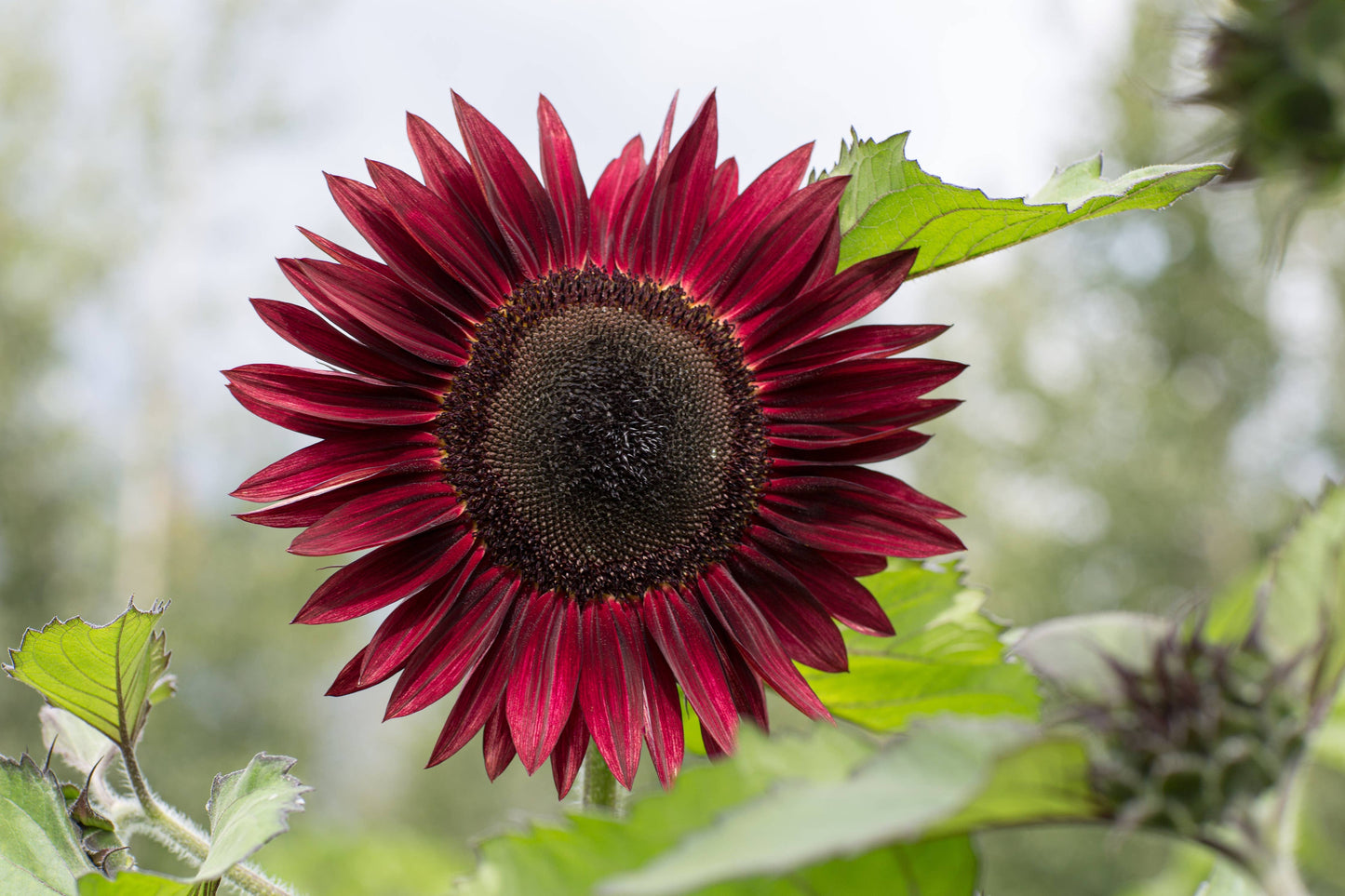 "Black Beauty" Sunflower Seed Packets