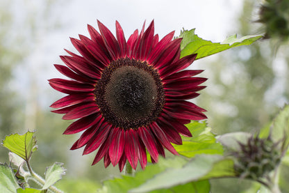 "Black Beauty" Sunflower Seed Packets