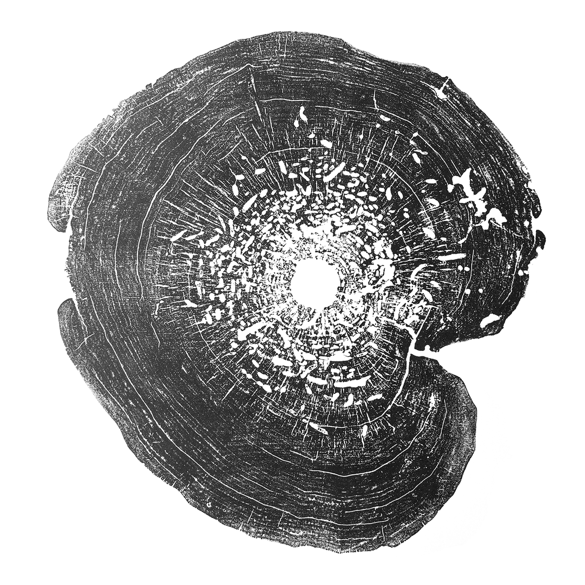 "Box Elder" 22"x28" Tree Print - Black Ink on White Paper