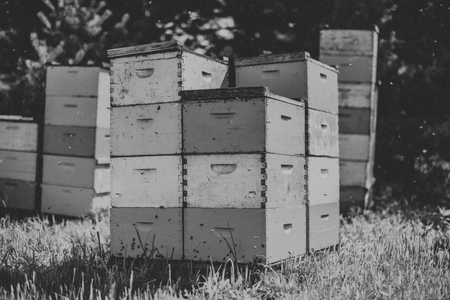 Buckwheat Wisconsin Honey
