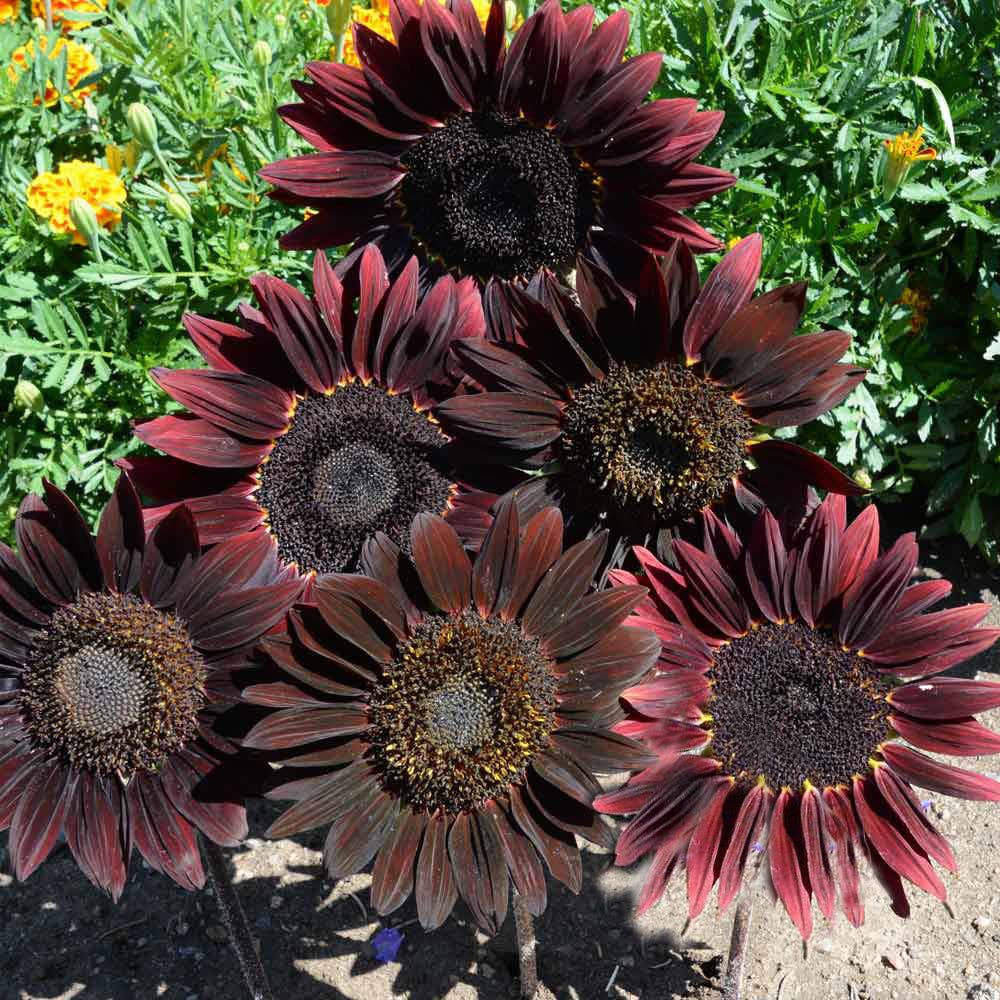 "Black Beauty" Sunflower Seed Packets